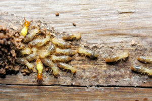 Allen's Answers - Termite Damage