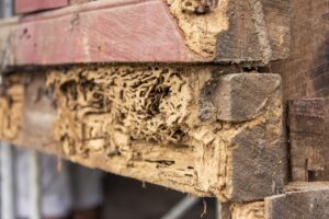 Allen's Answers - Termite Damage